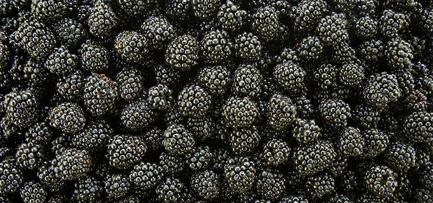 Blackberry_850x400