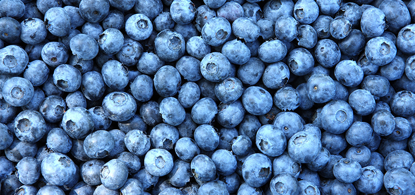 Blueberry_850x400