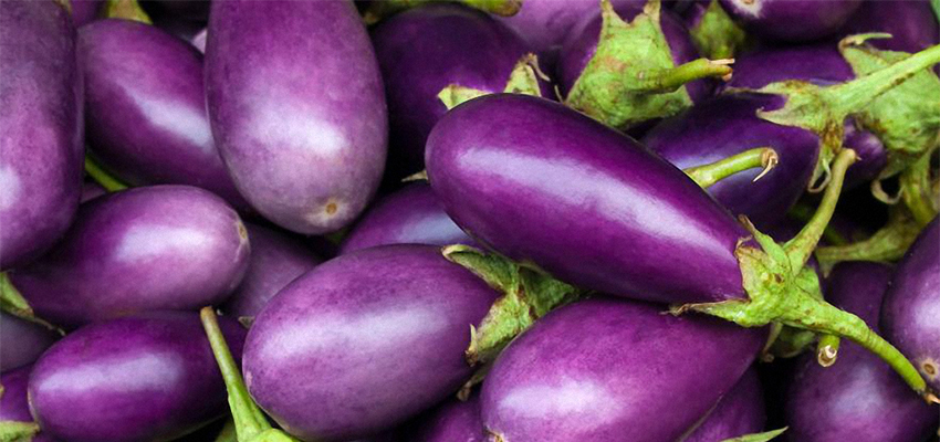 Eggplant_850x400