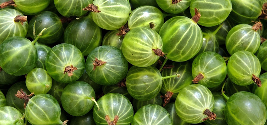 Gooseberry_850x400