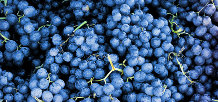 Grapes_850x400